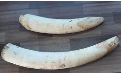 കട്ടപ്പനയിൽ നിന്ന് ആനക്കൊമ്പ് പിടികൂടിയ സംഭവം; പ്രതികളിലൊരാൾ പിടിയിൽ