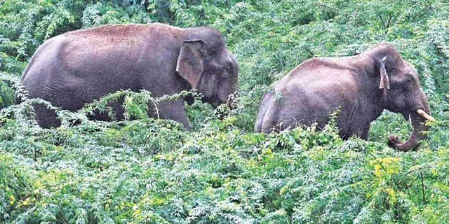മണ്ണാര്‍ക്കാട് കാട്ടാനയുടെ ആക്രമണം; പിതാവിനും മകനും പരിക്ക്