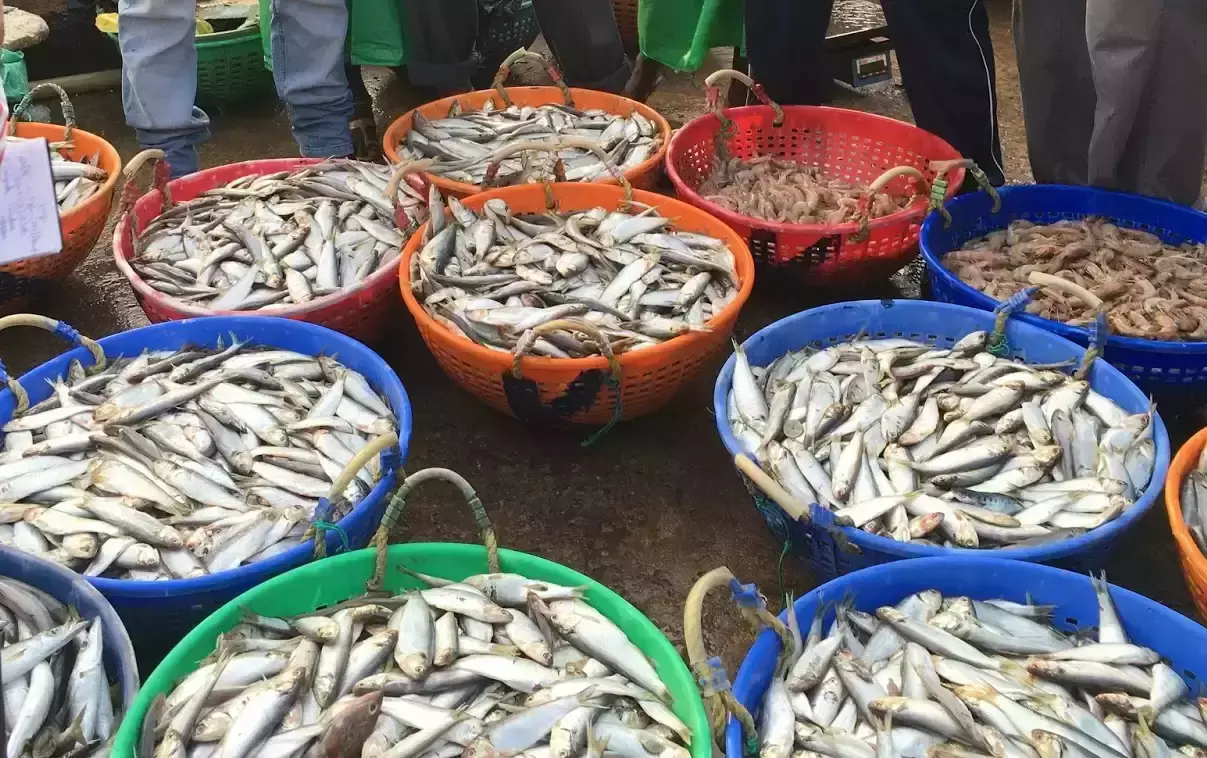 മത്സ്യവില്‍പ്പനയെക്കുറിച്ചുള്ള പരാതികള്‍ ഫിഷറീസ് കോള്‍ സെന്ററില്‍ അറിയിക്കാം