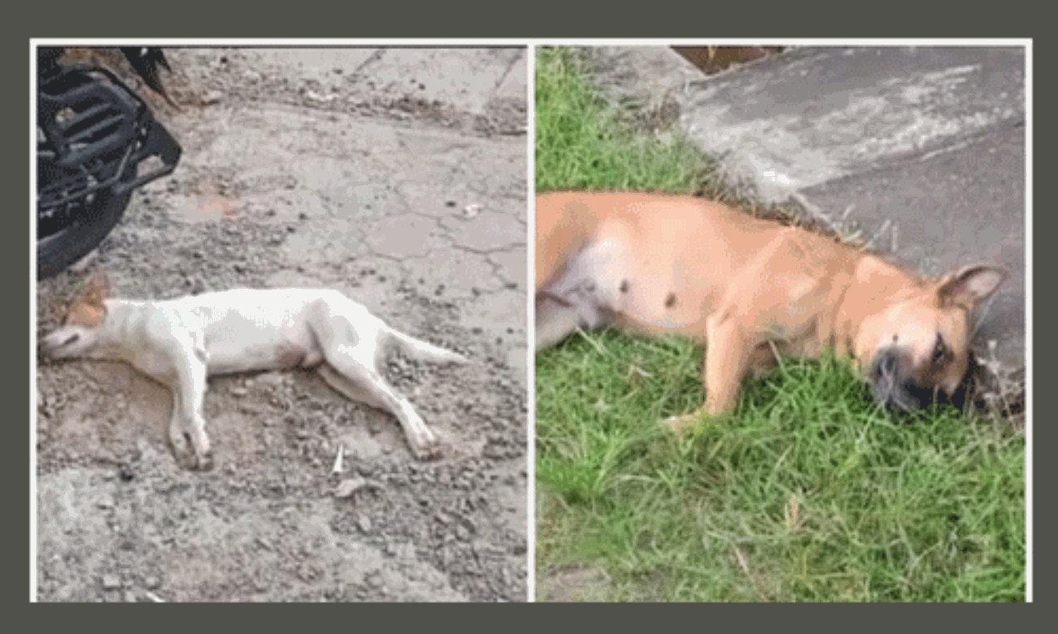 ചാലക്കുടിയില് തെരുവ്നായ്ക്കള് ചത്ത നിലയില്; വിഷം കൊടുത്ത് കൊന്നതെന്ന് സംശയം ചാലക്കുടിയില് തെരുവ്നായ്ക്കള് ചത്ത നിലയില്; വിഷം കൊടുത്ത് കൊന്നതെന്ന് സംശയം