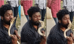 പാമ്പിനെ ചുംബിക്കാന്‍ ശ്രമിച്ച യുവാവിന് മൂര്‍ഖന്റെ കൊത്തേറ്റു (വീഡിയോ)