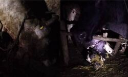 മൂന്നാര് നൈമക്കാട് വീണ്ടും കടുവയുടെ ആക്രമണം; അഞ്ച് പശുക്കളെ കടിച്ച് കൊന്നു മൂന്നാര് നൈമക്കാട് വീണ്ടും കടുവയുടെ ആക്രമണം; അഞ്ച് പശുക്കളെ കടിച്ച് കൊന്നു