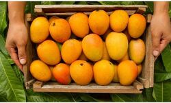 കോട്ടയത്ത് പഴക്കടയിൽ നിന്ന് 10 കിലോ മാമ്പഴം മോഷ്ടിച്ച് പോലിസ് ഉദ്യോഗസ്ഥന്‍; സിസിടിവിയിൽ കുടുങ്ങി