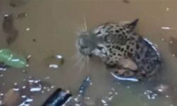 വയനാട്ടില്‍ പുള്ളിപ്പുലി കിണറ്റില്‍ വീണു; രക്ഷിക്കാന്‍ ശ്രമം തുടരുന്നു