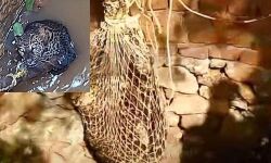 വയനാട്ടില്‍ കിണറ്റില്‍ വീണ പുള്ളിപ്പുലിയെ പുറത്തെത്തിച്ചു