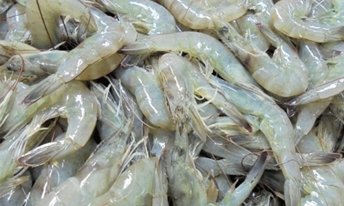 ആരോഗ്യത്തിന് ഹാനികരമായ സൂക്ഷ്മാണുക്കള്‍;  ഇന്ത്യന്‍ ചെമ്മീന്‍ ഖത്തറിലെ മാര്‍ക്കറ്റില്‍ നിന്ന് പിന്‍വലിക്കും