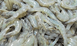 ആരോഗ്യത്തിന് ഹാനികരമായ സൂക്ഷ്മാണുക്കള്‍;  ഇന്ത്യന്‍ ചെമ്മീന്‍ ഖത്തറിലെ മാര്‍ക്കറ്റില്‍ നിന്ന് പിന്‍വലിക്കും