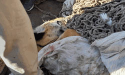 ഒമ്പത് പേരെ കൊന്ന കടുവയെ വെടിവച്ച് കൊന്നു ഒമ്പത് പേരെ കൊന്ന കടുവയെ വെടിവച്ച് കൊന്നു