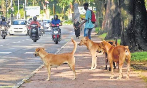 നാദാപുരത്ത് തെരുവുനായയുടെ ആക്രമണം: രണ്ട് കുട്ടികളടക്കം മൂന്നുപേര്‍ക്ക് പരിക്ക്