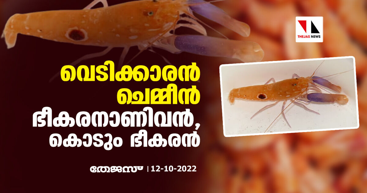 വെടിക്കാരന്‍ ചെമ്മീന്‍;   ഭീകരനാണിവന്‍, കൊടും ഭീകരന്‍