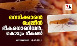 വെടിക്കാരന്‍ ചെമ്മീന്‍;   ഭീകരനാണിവന്‍, കൊടും ഭീകരന്‍
