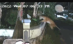 ബത്തേരിയില് നഗരത്തിന് സമീപം കടുവ; ജനം ഭീതിയില് ബത്തേരിയില് നഗരത്തിന് സമീപം കടുവ; ജനം ഭീതിയില്