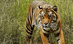 വയനാട് ചീരാലില് വീണ്ടും കടുവയുടെ ആക്രമണം വയനാട് ചീരാലില് വീണ്ടും കടുവയുടെ ആക്രമണം