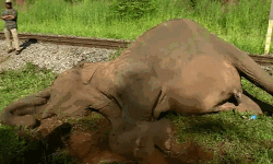 ട്രെയിന്‍ തട്ടി കാട്ടാന ചരിഞ്ഞ സംഭവം: ലോക്കോ പൈലറ്റിനെതിരേ കേസ്