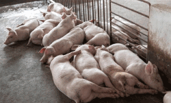 പന്നിപ്പനി; ഫാമിലെ പന്നികളുടെ ദയാവധവും ശാസ്ത്രീയമായ മറവുചെയ്യലും പൂര്‍ത്തിയായി