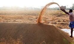 നിസ്സഹകരണമവസാനിപ്പിച്ച് മില്ലുടമകൾ; നെല്ലുസംഭരണം ഊർജ്ജിതമാവുന്നു