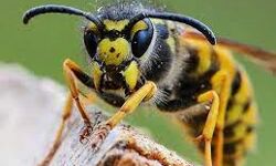 വയനാട്ടില്‍ കടന്നല്‍ കുത്തേറ്റ് ഒരാള്‍ മരിച്ചു