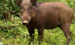 പന്നിയുടെ ആക്രമണത്തില്‍ മധ്യവയസ്‌കന് പരിക്ക്