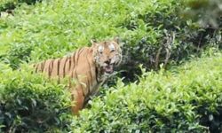 വയനാട് കടുവാ ആക്രമണം; കൂടുതല് നടപടിക്കൊരുങ്ങി വനം വകുപ്പ് വയനാട് കടുവാ ആക്രമണം; കൂടുതല് നടപടിക്കൊരുങ്ങി വനം വകുപ്പ്