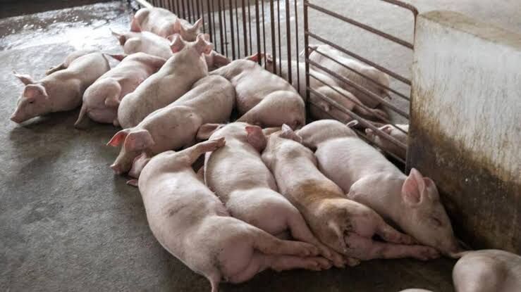 പന്നിപ്പനി; മുന്‍കരുതല്‍ നടപടി സ്വീകരിക്കാന്‍ നിര്‍ദ്ദേശം