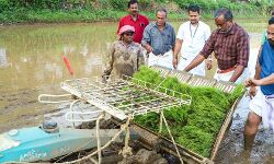 പാടത്തിറങ്ങി ഞാറുനട്ട് മന്ത്രിമാർ: ആവേശത്തോടെ കർഷകരും