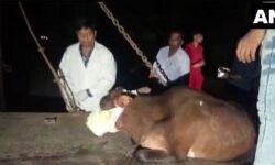 മാലിന്യത്തില്‍ ഉപേക്ഷിച്ച പടക്കം കടിച്ചു; പശുവിന്റെ താടിയെല്ല് തകര്‍ന്നു