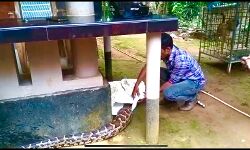 വീട്ടുമുറ്റത്തെ കോഴിക്കൂട്ടില്‍ നിന്നും പെരുമ്പാമ്പിനെ പിടികൂടി