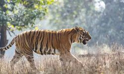 മീനങ്ങാടിയില് വീണ്ടും കടുവയുടെ ആക്രമണം; ഏഴ് ആടുകളെ കടിച്ചുകൊന്നു മീനങ്ങാടിയില് വീണ്ടും കടുവയുടെ ആക്രമണം; ഏഴ് ആടുകളെ കടിച്ചുകൊന്നു