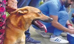 സംസ്ഥാനത്ത് 199 ആന്റി റാബിസ് ക്ലിനിക്കുകള് വരുന്നു സംസ്ഥാനത്ത് 199 ആന്റി റാബിസ് ക്ലിനിക്കുകള് വരുന്നു