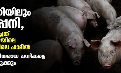 ഇടുക്കിയിലും പന്നിപ്പനി, സ്ഥിരീകരിച്ചത് തൊടുപുഴയിലെ കരിമണ്ണൂരിലെ ഫാമിൽ; രോഗബാധിതരായ പന്നികളെ കൊന്നൊടുക്കും