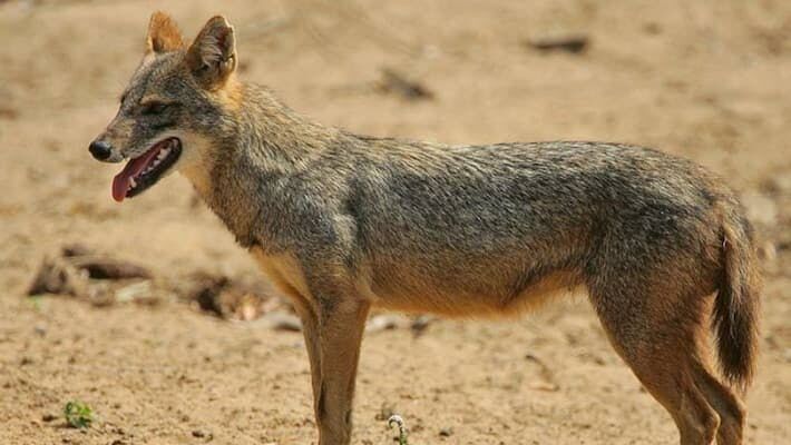മലപ്പുറം എരമംഗലം കുറുക്കൻ്റെ കടിയേറ്റ് നിരവധി പേർക്ക് പരിക്ക് മലപ്പുറം എരമംഗലം കുറുക്കൻ്റെ കടിയേറ്റ് നിരവധി പേർക്ക് പരിക്ക്