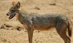 മലപ്പുറം എരമംഗലം കുറുക്കൻ്റെ കടിയേറ്റ് നിരവധി പേർക്ക് പരിക്ക്