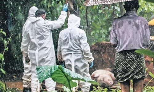 ഇടുക്കിയില് ആഫ്രിക്കന് പന്നിപ്പനി വ്യാപിക്കുന്നു ഇടുക്കിയില് ആഫ്രിക്കന് പന്നിപ്പനി വ്യാപിക്കുന്നു