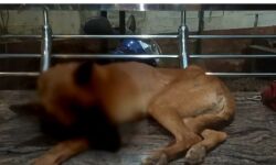 ദുർഗാ മാലതിയുടെ വളര്‍ത്തു നായയുടെ കണ്ണുകള്‍ ചൂഴ്‌ന്നെടുത്ത് ക്രൂരത