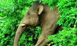 അട്ടപ്പാടിയില്‍ വീണ്ടും കാട്ടാന ആക്രമണം; ആദിവാസി യുവാവ് മരിച്ചു