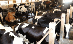 കേരള ഫീഡ്‌സിന്റെ കാലിത്തീറ്റ കഴിച്ചു; കണ്ണൂരില്‍ 3 പശുക്കളും 5 കിടാങ്ങളും ചത്തു, അന്വേഷിക്കുമെന്ന് മന്ത്രി