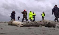 കാസ്പിയന്‍ തീരത്ത് സീലുകള്‍ കൂട്ടത്തോടെ ചത്ത നിലയില്‍
