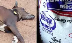 เดเตเดฐเดณ เดซเตเดกเตโเดธเต เดเดพเดฒเดฟเดคเตเดคเตเดฑเตเดฑเดฏเดฟเดฒเตโ เดตเดฟเดทเดฌเดพเดง; เดเดฃเตเดฃเตเดฐเดฟเดฒเตโ เดเดเตเดเต เดชเดถเตเดเตเดเดณเตโ เดเดคเตเดคเต, เด
เดจเตเดตเตเดทเดฃเดคเตเดคเดฟเดจเต เดเดคเตเดคเดฐเดตเดฟเดเตเดเต เดฎเตเดเดธเดเดฐเดเตเดทเดฃ เดตเดเตเดชเตเดชเต เดเตเดฐเดณ เดซเตเดกเตโเดธเต เดเดพเดฒเดฟเดคเตเดคเตเดฑเตเดฑเดฏเดฟเดฒเตโ เดตเดฟเดทเดฌเดพเดง; เดเดฃเตเดฃเตเดฐเดฟเดฒเตโ เดเดเตเดเต เดชเดถเตเดเตเดเดณเตโ เดเดคเตเดคเต, เด
เดจเตเดตเตเดทเดฃเดคเตเดคเดฟเดจเต เดเดคเตเดคเดฐเดตเดฟเดเตเดเต เดฎเตเดเดธเดเดฐเดเตเดทเดฃ เดตเดเตเดชเตเดชเต