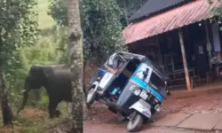 വയനാട്ടില്‍ കാട്ടാനയുടെ ആക്രമണം; നിര്‍ത്തിയിട്ട ഓട്ടോ തകര്‍ത്തു