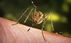ജപ്പാന്‍ ജ്വരം: ജാഗ്രത വേണമെന്ന് ആരോഗ്യവകുപ്പ്