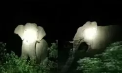 അട്ടപ്പാടി ജനവാസ മേഖലയില്‍ പരിഭ്രാന്തി പടര്‍ത്തി വീണ്ടും ഒറ്റയാന്‍