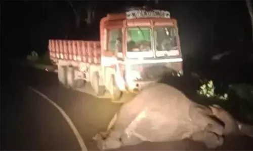 ബന്ദിപ്പൂര്‍ വനത്തില്‍ ചരക്കുലോറിയിടിച്ച് കാട്ടാന ചരിഞ്ഞു