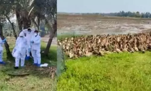 കോട്ടയത്ത് പക്ഷിപ്പനി സ്ഥിരീകരിച്ചു; എണ്ണായിരത്തോളം പക്ഷികളെ കൊന്നൊടുക്കും കോട്ടയത്ത് പക്ഷിപ്പനി സ്ഥിരീകരിച്ചു; എണ്ണായിരത്തോളം പക്ഷികളെ കൊന്നൊടുക്കും