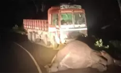 ബന്ദിപ്പൂര്‍ വനത്തില്‍ ചരക്കുലോറിയിടിച്ച് കാട്ടാന ചരിഞ്ഞു