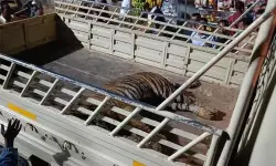 കട്ടപ്പനയില്‍ ജനവാസ മേഖലയില്‍ ഭീതി പടര്‍ത്തിയ കടുവ ചത്ത നിലയില്‍