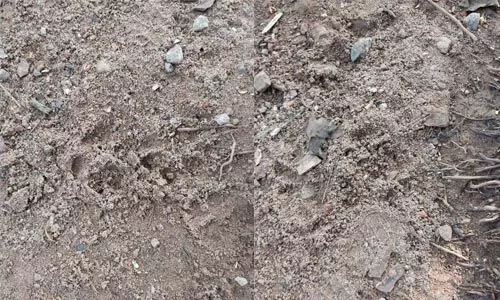 കരിങ്കല്ലത്താണിയില് അജ്ഞാത ജീവി കൂട് തകര്ത്ത് ആടിനെ കൊന്നു കരിങ്കല്ലത്താണിയില് അജ്ഞാത ജീവി കൂട് തകര്ത്ത് ആടിനെ കൊന്നു