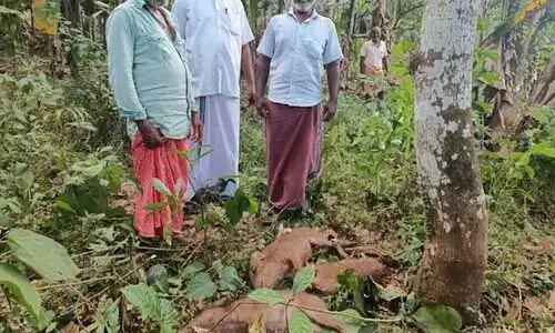 പാലക്കാട് 21 കാട്ടുപന്നികളെ വെടിവച്ച് കൊന്നു