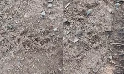 കരിങ്കല്ലത്താണിയില്‍ അജ്ഞാത ജീവി കൂട് തകര്‍ത്ത് ആടിനെ കൊന്നു