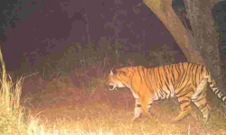 വയനാട്ടില് വീണ്ടും കടുവയിറങ്ങി; നാല് ആടുകളെ ആക്രമിച്ചു വയനാട്ടില് വീണ്ടും കടുവയിറങ്ങി; നാല് ആടുകളെ ആക്രമിച്ചു