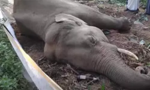ആറളം ഫാമില് കാട്ടാന ചരിഞ്ഞ നിലയില് ആറളം ഫാമില് കാട്ടാന ചരിഞ്ഞ നിലയില്